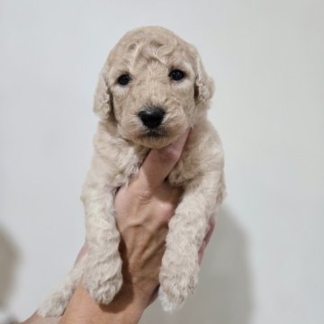 スタンダードプードル【石川県・女の子・2025年11月10日・オレンジフォーン】の写真「第4子女の子🩷」