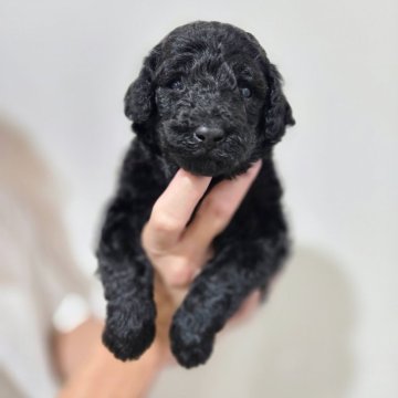 スタンダードプードル【石川県・女の子・2025年11月10日・ブラック】の写真「第2子女の子🩷」