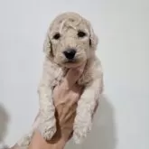 スタンダードプードル