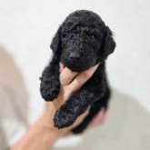 スタンダードプードル