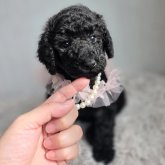 スタンダードプードル