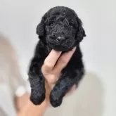 スタンダードプードル