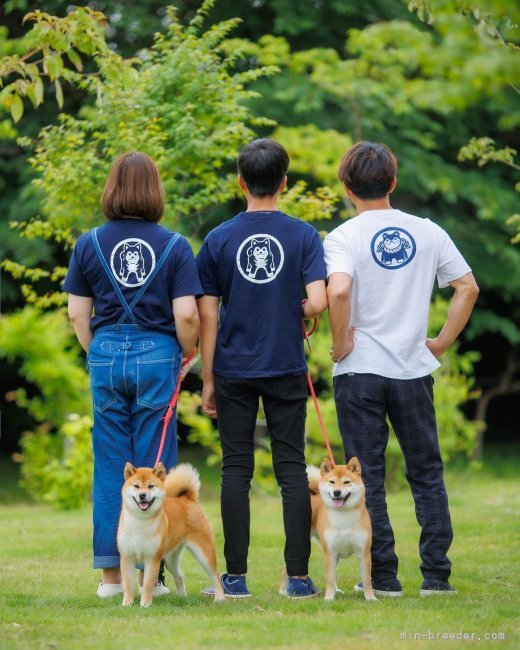 深水　美和子(ふかみず　みわこ)ブリーダー(三重県・柴犬・日本犬保存会登録)の紹介写真1