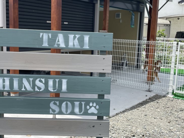 深水　美和子(ふかみず　みわこ)ブリーダー(三重県・柴犬・日本犬保存会登録)の紹介写真5