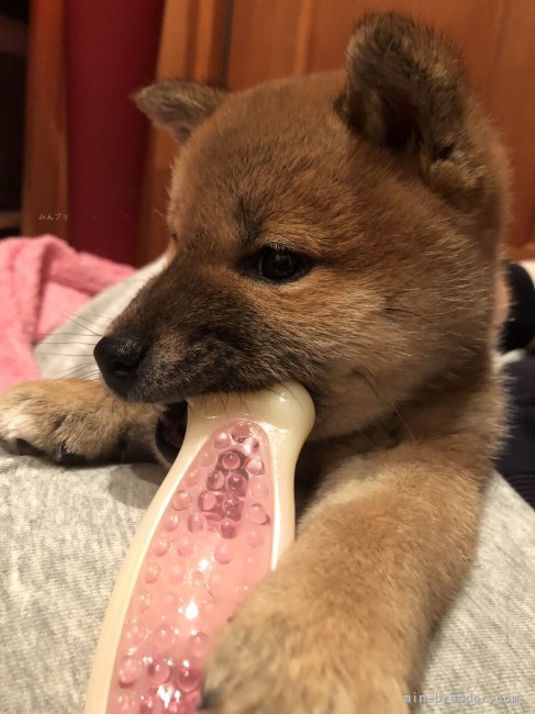 深水　美和子(ふかみず　みわこ)ブリーダー(三重県・柴犬・日本犬保存会登録)の紹介写真9