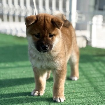 柴犬(標準サイズ)【三重県・女の子・2025年11月13日・赤】の写真「元気いっぱい人懐っこい子です」
