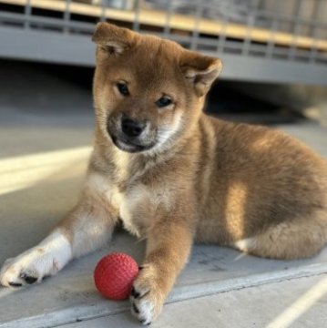 柴犬(標準サイズ)【三重県・男の子・2023年9月28日・赤】の写真「1番元気な男の子。靴下を履いてるような足がポイント」