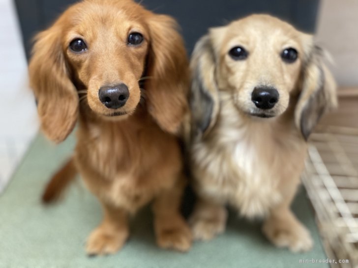 ナギちゃんの仔犬達です。チェリー&ピンクです。｜千野　雅美(ちの　まさみ)ブリーダー(愛知県・ミニチュアダックスフンド(ロング)など・JKC登録)の紹介写真2