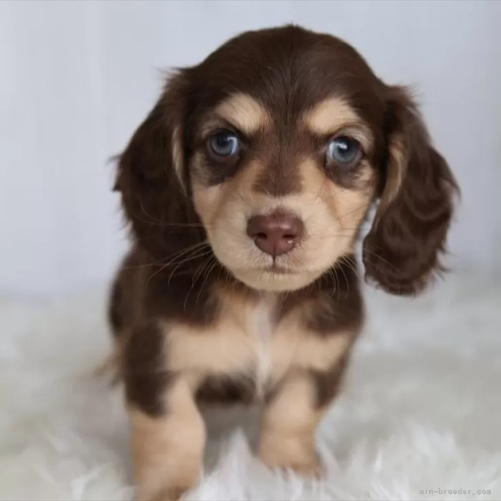 ID:2412-06990の子犬