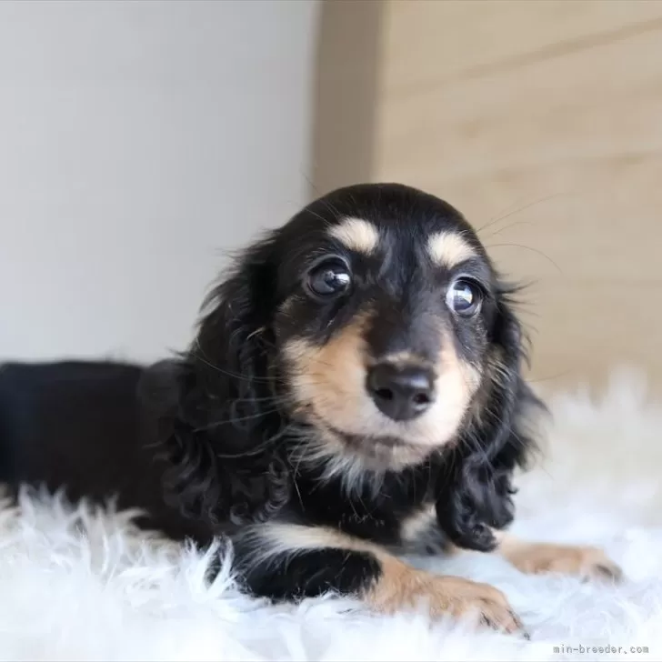 A.N 様のお迎えした子犬
