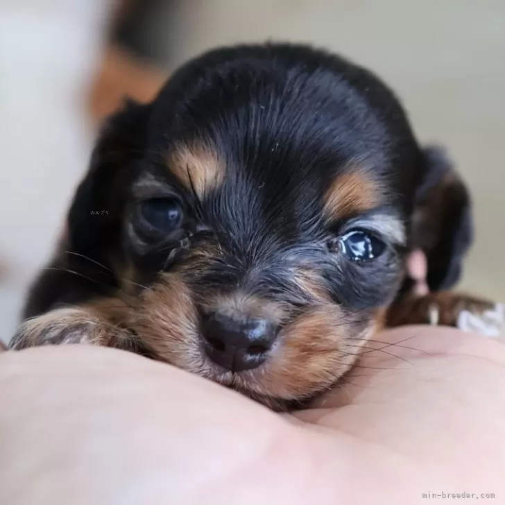 ミニチュアダックスフンド(ロング)【愛知県・女の子・2025年11月15日・ブラックタン】の写真1
