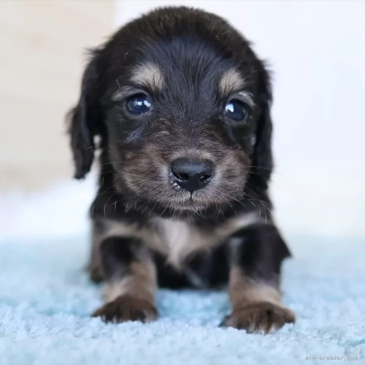 ミニチュアダックスフンド(ロング)【愛知県・男の子・2025年10月30日