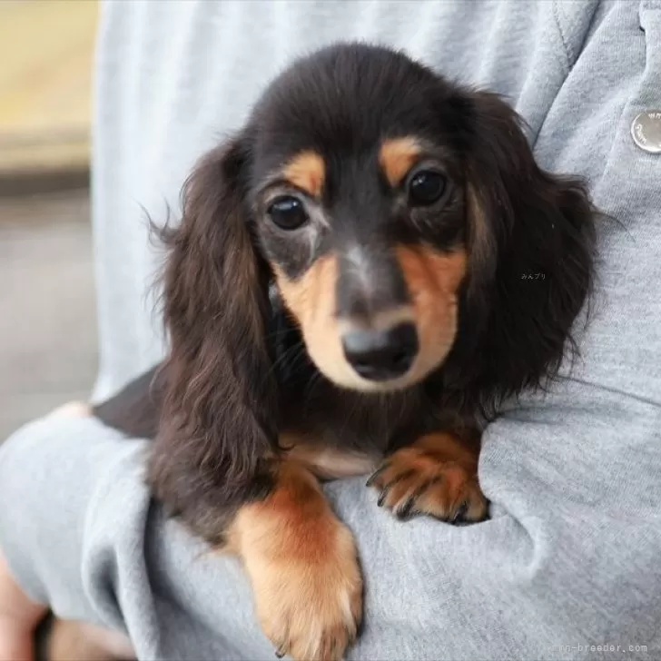 ID:2409-01245の子犬