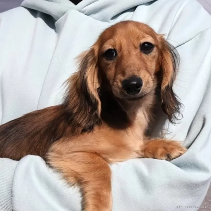 ID:2410-04862の子犬