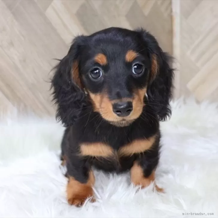 ID:2410-03092の子犬