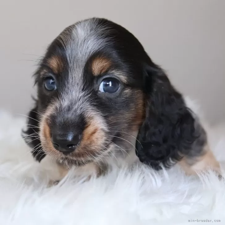 ID：2505-07684の子犬