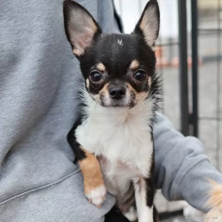 ID:2408-01831の子犬