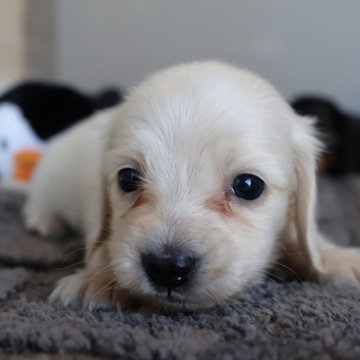 ミニチュアダックスフンド(ロング)【愛知県・男の子・2025年11月15日・イエロー】の写真「薄めクリーム系のダックス君生まれました！」