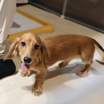 ミニチュアダックスフンド(ロング)【愛知県・男の子・2025年4月18日・レッド】の写真「甘えん坊で人が大好き！すぐにお散歩＆お出かけOK」