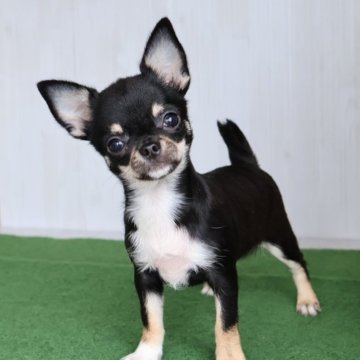 チワワ(ロング)【愛知県・女の子・2025年7月26日・ブラックタンホワイト】の写真「人大好き！天真爛漫な子です『セミロングタイプ』」