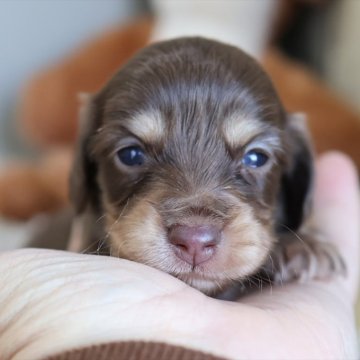 ミニチュアダックスフンド(ロング)【愛知県・女の子・2025年11月21日・チョコイエロー】の写真「チョコ系の女の子（チョコ母）」