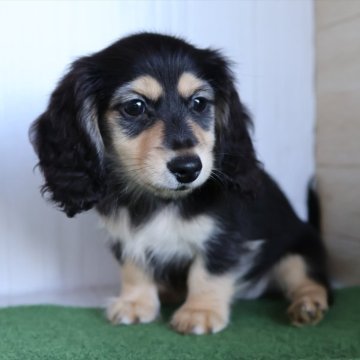 ミニチュアダックスフンド(ロング)【愛知県・女の子・2025年8月25日・ブラックイエロー】の写真「優しく穏やかな性格の女の子★いつでもお迎えOK」