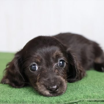 ミニチュアダックスフンド(ロング)【愛知県・女の子・2025年9月12日・ブラックイエローブリンドル】の写真「ほぼ真っ黒でソリッドに近い、ブリンドルさん」