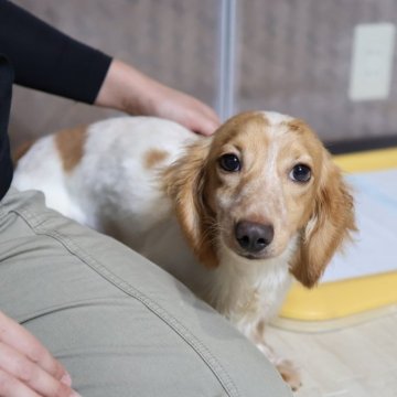 ミニチュアダックスフンド(ロング)【愛知県・男の子・2024年9月17日・イエローパイボールド】の写真「ビーグル・バセットハウンドが好きな方にもおススメ」