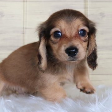 カニンヘンダックスフンド(ロング)【愛知県・男の子・2025年4月13日・レッド】の写真「オス①くん（スモモ母）」
