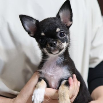 チワワ(ロング)【愛知県・女の子・2025年7月26日・ブラックタンホワイト】の写真「人大好き！天真爛漫な子です『セミロングタイプ』」
