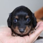 ミニチュアダックスフンド(ロング)