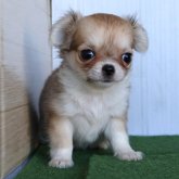 チワワ(ロング)