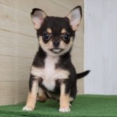 チワワ(ロング)