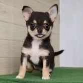 チワワ(スムース)