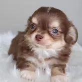 チワワ(ロング)