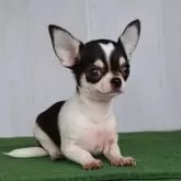 チワワ(スムース)