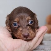 ミニチュアダックスフンド(ロング)