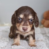 ミニチュアダックスフンド(ロング)