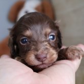 ミニチュアダックスフンド(ロング)