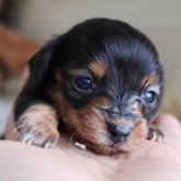 ミニチュアダックスフンド(ロング)