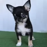 チワワ(ロング)