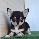 チワワ(ロング)