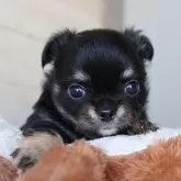 チワワ(ロング)