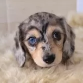 ミニチュアダックスフンド(ロング)【愛知県・男の子・2025年3月7日・シルバーダップルイエロー】の写真2