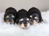 ミニチュアダックスフンド(ロング)【愛知県・男の子・2025年8月25日・ブラックイエロー】の写真4