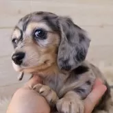 ミニチュアダックスフンド(ロング)【愛知県・男の子・2025年3月7日・シルバーダップルイエロー】の写真8