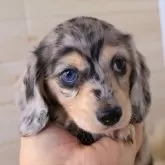 ミニチュアダックスフンド(ロング)【愛知県・男の子・2025年3月7日・シルバーダップルイエロー】の写真9