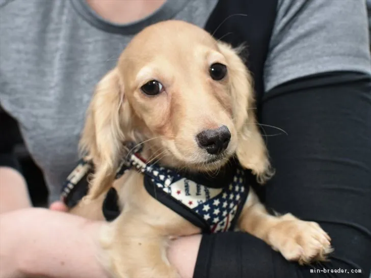 ID：2101-03239の子犬