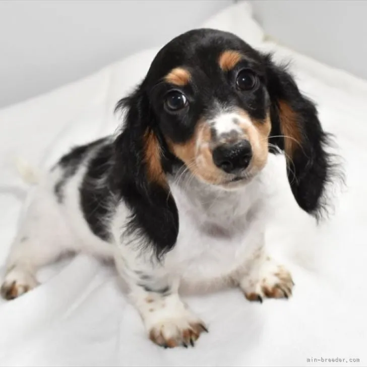 ID:2308-03720の子犬