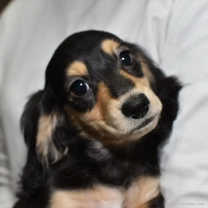 ID:2211-02312の子犬